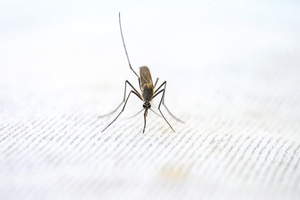 Welke insectenbeet geeft rode kring