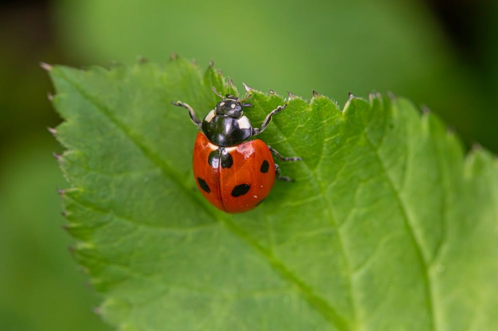 Lieveheersbeestjes als natuurlijke hulp tegen bladluizen